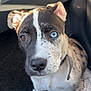 puppy, dog, heterochromia, blue_eye, brown_eye, close_up, car_interior, floor_mat, collar, white_paw, spotted_fur, cute, pet, animal, young_dog, sitting, looking_up, sunlight, shadow, indoor