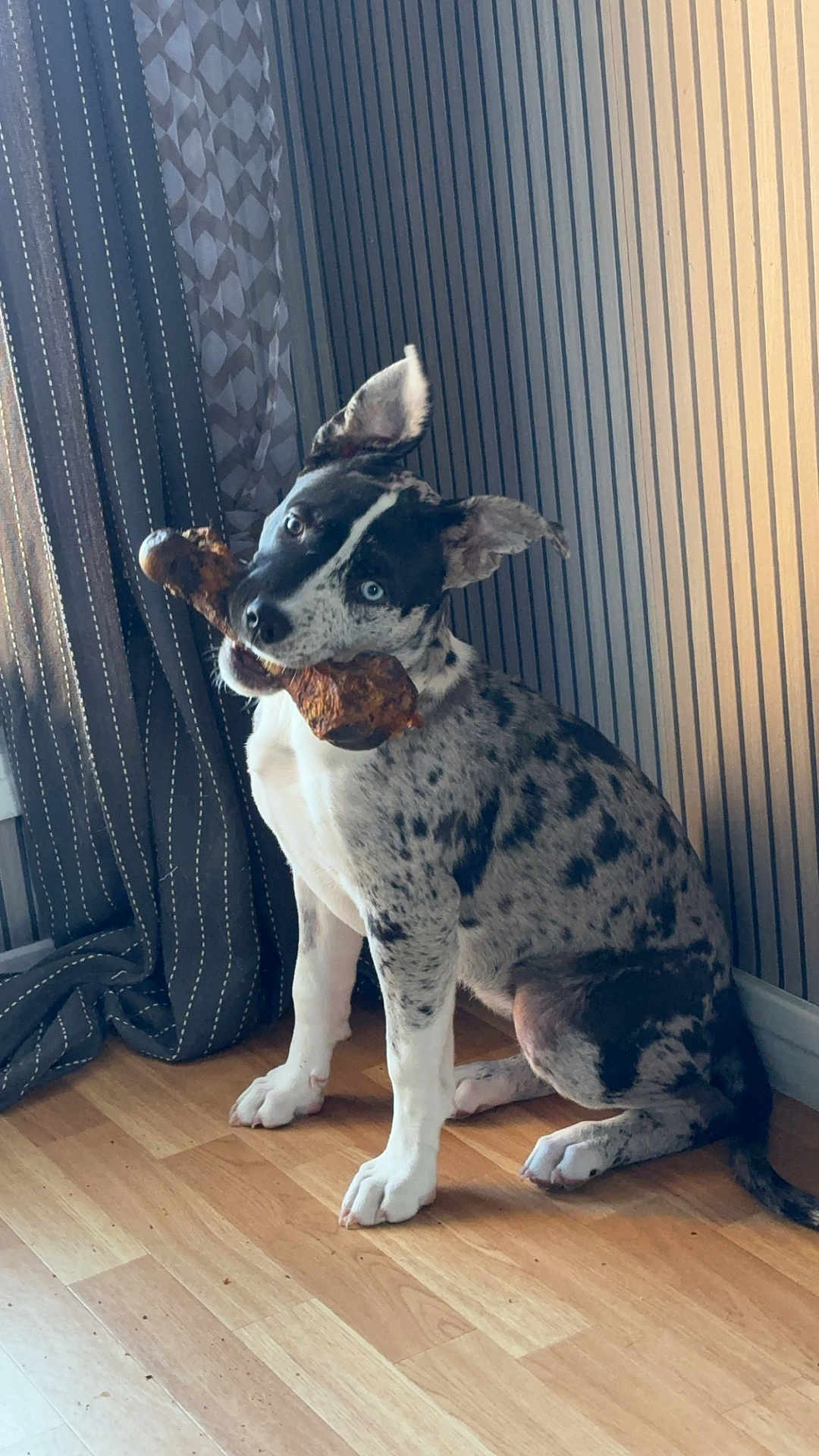 Roxy participe au concours pour gagner de l'argent avec cette photo : dog, indoor, wooden_floor, curtains, striped_wall, chew_toy, bone, spotted, blue_eye, brown_eye, pet, animal, sitting, playful, ears_up, domestic, canine, floor, muzzle, fur