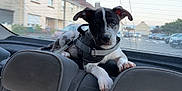 Roxy a rejoint le concours — aidez-le/la à gagner de superbes lots ! animal, backseat, black_and_white, blue_eye, car_interior, closeup, curious, dog, domestic_animal, harness, leash, outdoor, pet, puppy, resting, seat, suburban, vehicle, window, young_dog