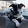 Roxy a rejoint le concours — aidez-le/la à gagner de superbes lots ! puppy, dog, car_interior, backseat, harness, black_and_white, blue_eye, pet, animal, domestic_animal, young_dog, leash, window, suburban, outdoor, vehicle, seat, resting, curious, closeup