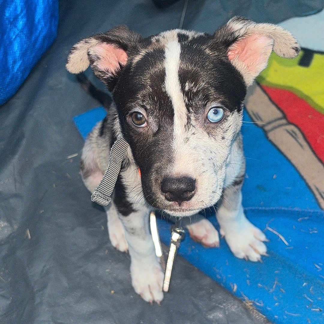 Roxy a rejoint le concours — aidez-le/la à gagner de superbes lots ! animal, black_and_white, blue_eye, brown_eye, closeup, collar, cute, dog, ears, floor, fur, heterochromia, indoor, leash, looking_at_camera, mat, pet, puppy, sitting, young