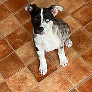 Roxy a rejoint le concours — aidez-le/la à gagner de superbes lots ! puppy, dog, pet, floor, tile_floor, brown_tile, white_paws, heterochromia, blue_eye, black_and_white_coat, curious, sitting, indoor, ears_up, looking_up, young_dog, small_dog, cute, animal, domestic_animal
