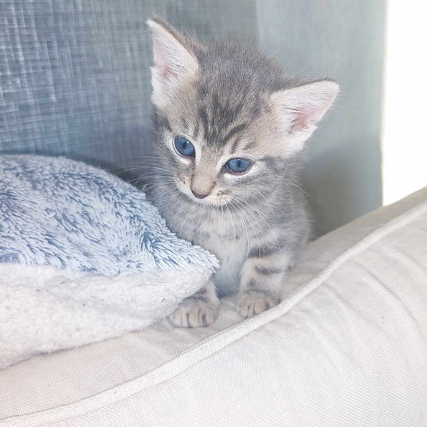 Azur participe au concours pour gagner de l'argent avec cette photo : abyssinian, angora, animal, blanket, cat, cushion, egyptiancat, homedecor, kitten, manx, pet, siamese