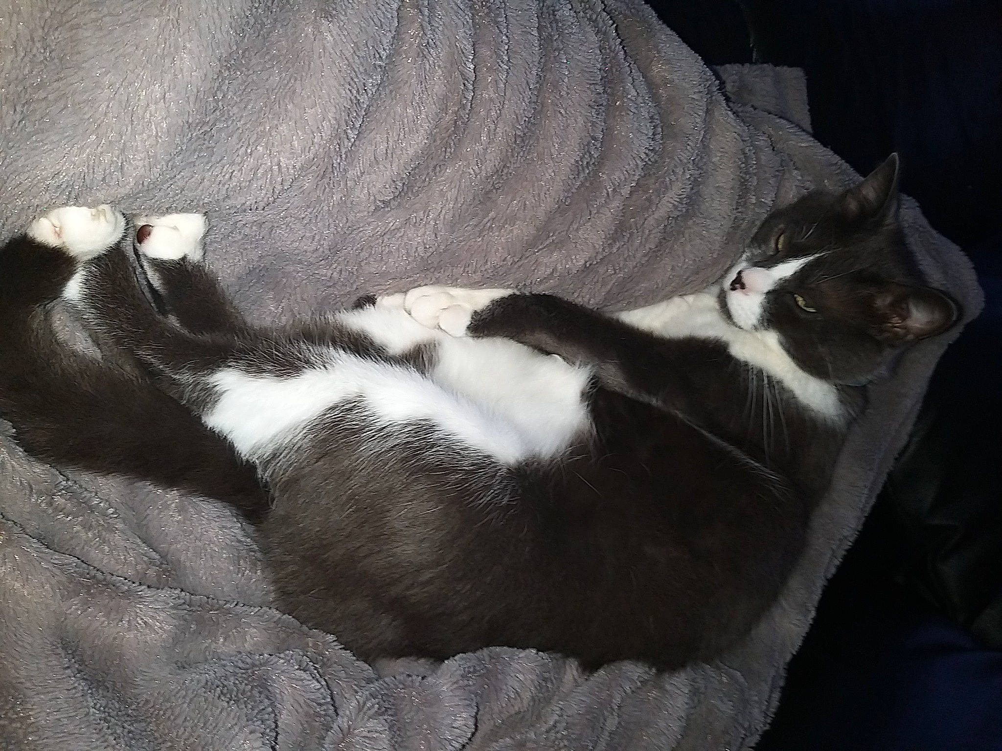 Chaussette a rejoint le concours — aidez-le/la à gagner de superbes lots ! canidae, carnivore, cat, comfort, companion_dog, dog_breed, domestic_short_haired_cat, felidae, fur, grey, human_leg, lap, nap, paw, sleep, small_to_medium_sized_cats, snout, sporting_group, tail, whiskers