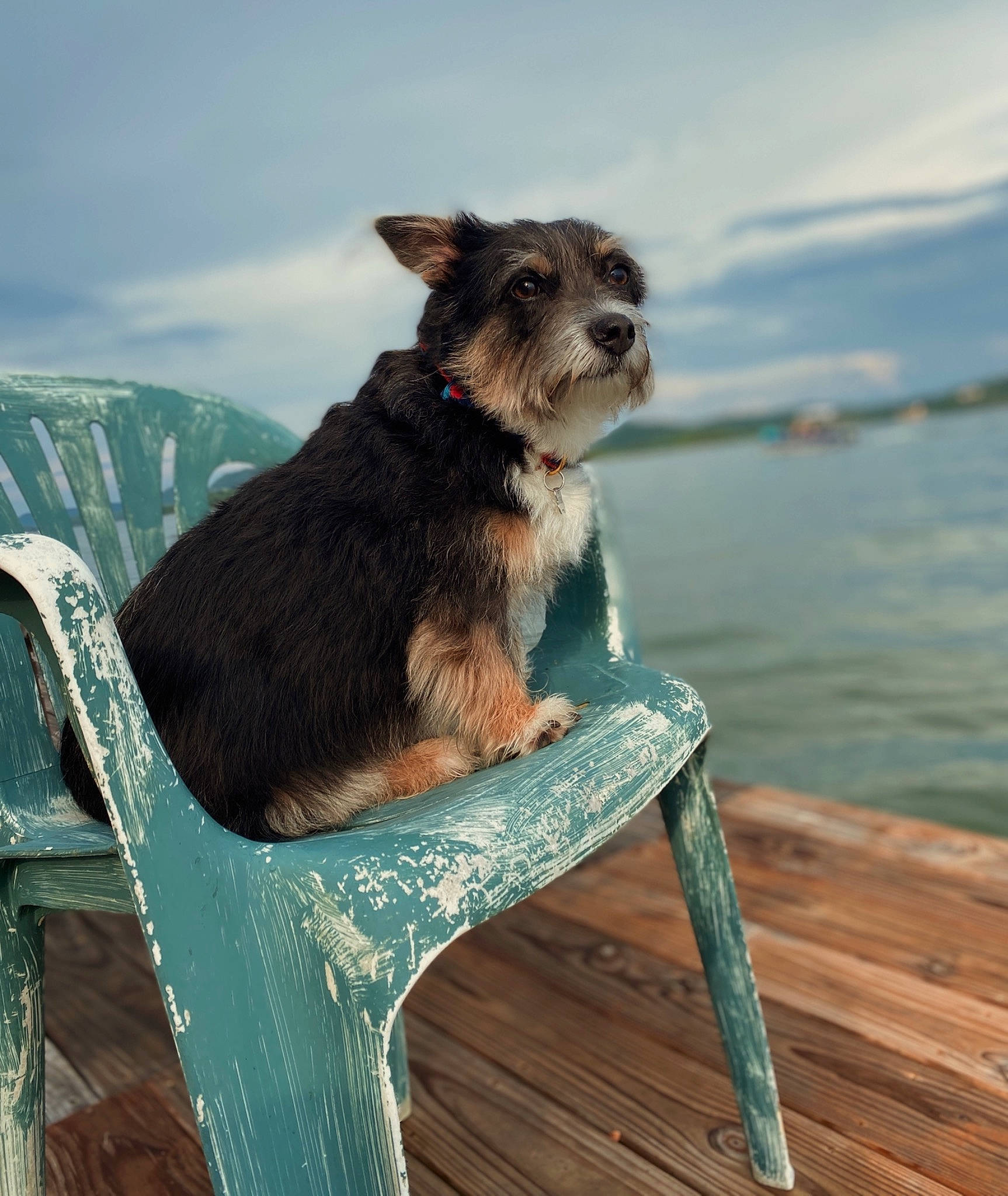 Mr. Beans joined the competition — help win amazing prizes! canidae, carnivore, chair, cloud, companion_dog, dog, dog_breed, dog_supply, fawn, hardwood, lake, liver, mountain, sky, snout, sporting_group, tail, water, wood, working_animal