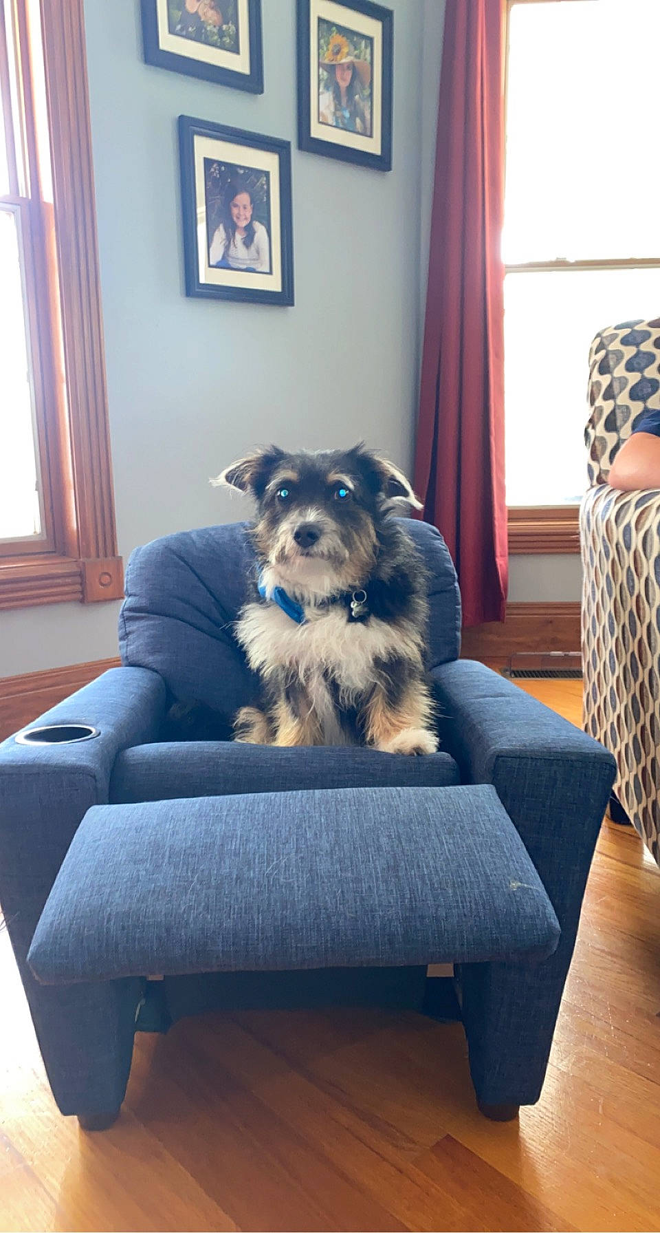 Mr. Beans joined the competition — help win amazing prizes! blue, canidae, carnivore, chair, comfort, companion_dog, couch, curtain, dog, dog_breed, dog_supply, electric_blue, floor, flooring, furniture, hardwood, living_room, sporting_group, table, window