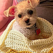 Sparky is registered to the contest to win money with this photo: blanket, closeup, collar, cozy, cute, dog, ears, fluffy, fur, gray_background, indoor, knitted_blanket, looking_up, pet, pink_background, portrait, small_dog, snug, soft_lighting, tag