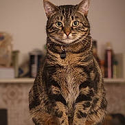 Mio participe au concours pour gagner de l'argent avec cette photo : cat, closeup, collar, cute, domestic_cat, ears, feline, fur, green_eyes, indoor, paws, pet, portrait, shallow_depth_of_field, sitting, stripes, tabby, tag, whiskers, wooden_table