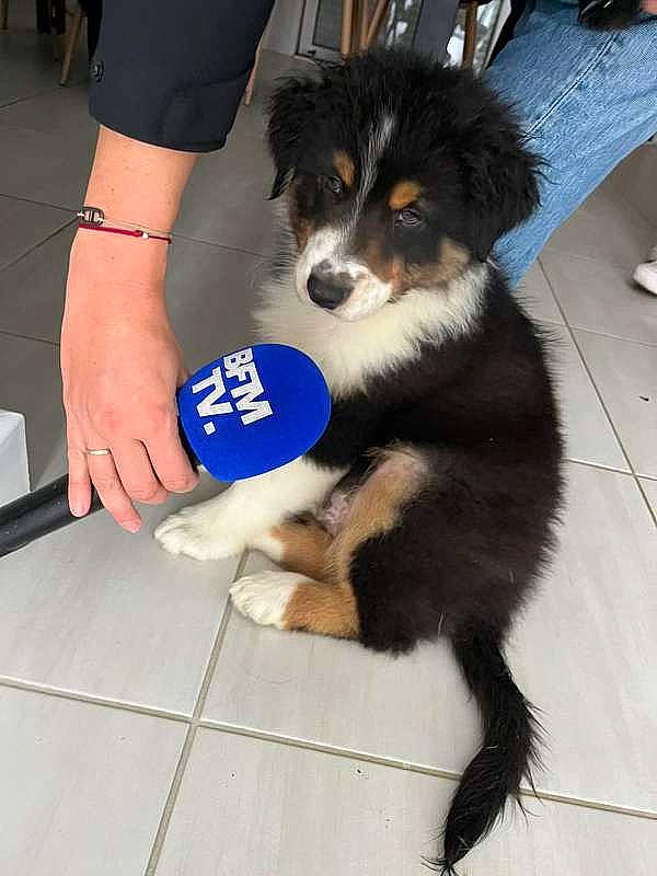 Unjoy a rejoint le concours — aidez-le/la à gagner de superbes lots ! border_collie, canidae, carnivore, companion_dog, dog, dog_breed, electric_blue, flooring, foot, fur, herding_dog, human_leg, paw, shoe, snout, sporting_group, tail, thigh, working_animal, working_dog