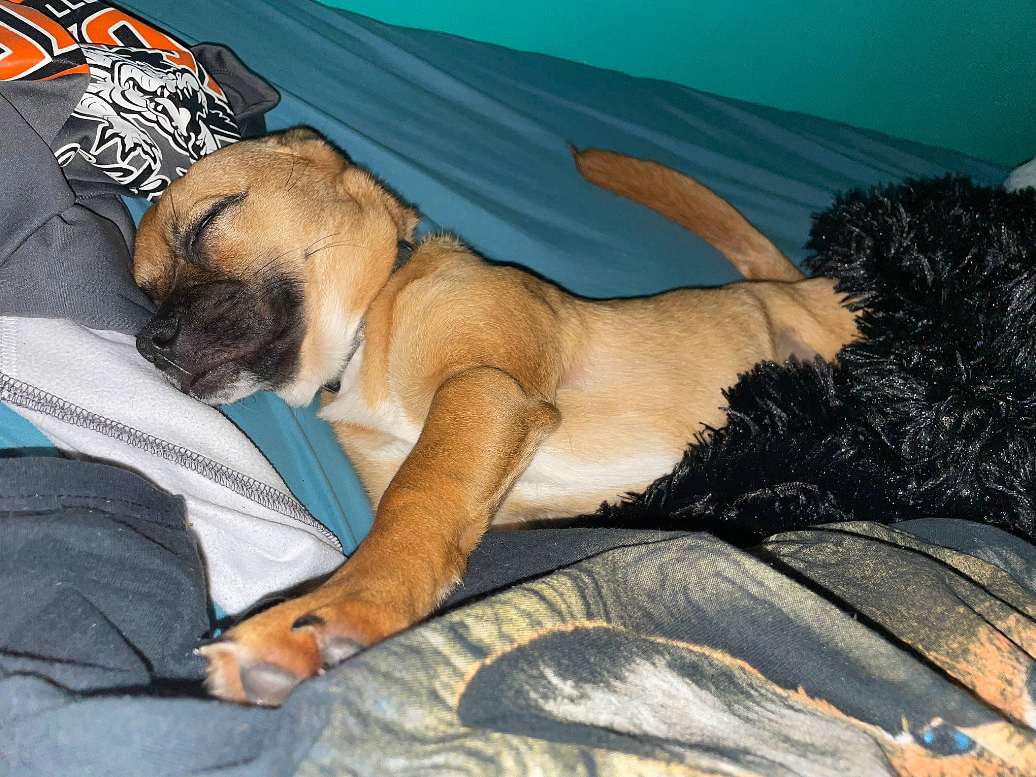 Bailey is registered to the contest to win money with this photo: bed_sheet, bedding, canidae, carnivore, comfort, companion_dog, dog, dog_breed, fawn, foot, fur, linens, mammal, paw, pug, snout, toy_dog, vertebrate, whiskers, wrinkle