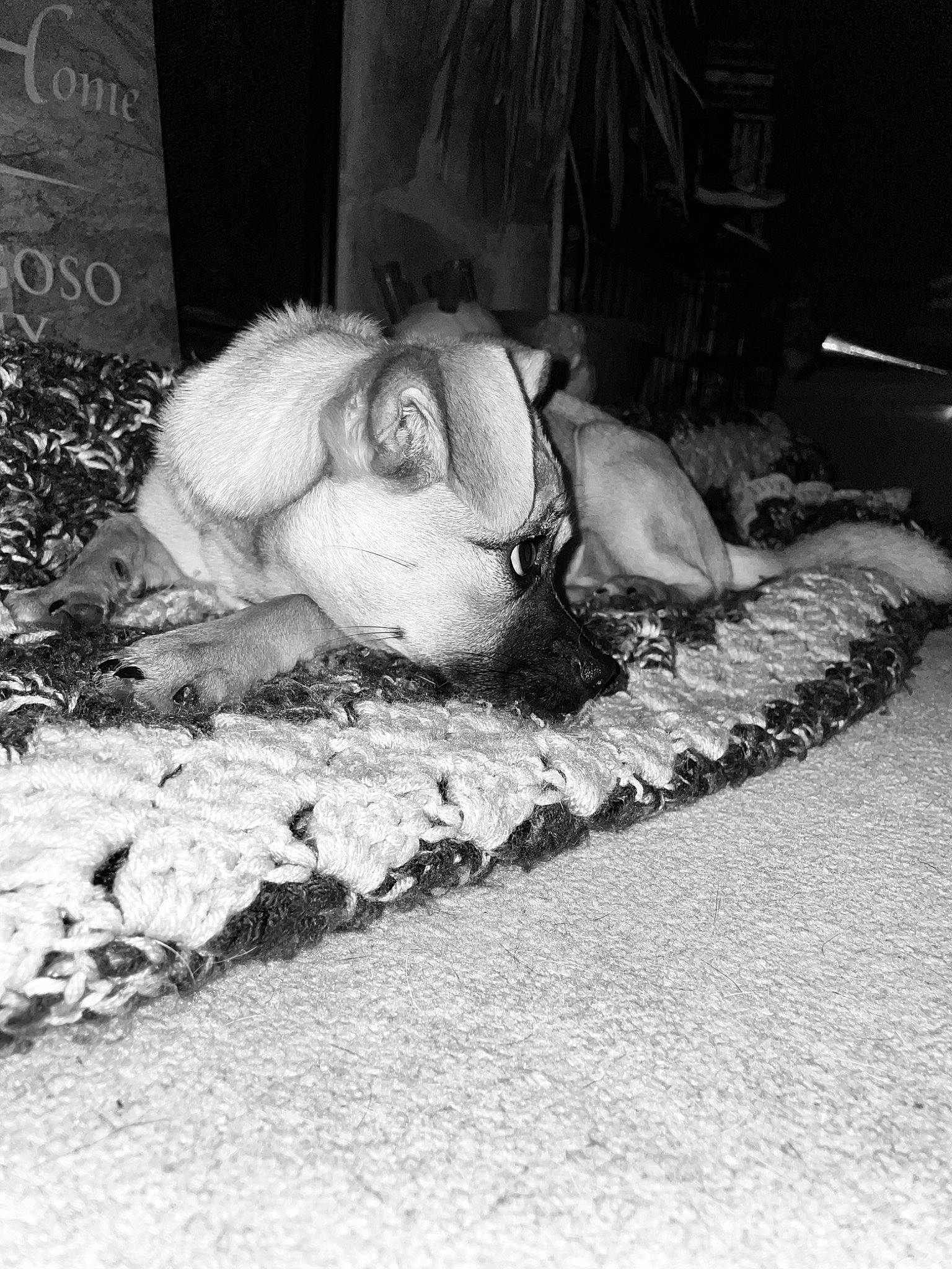 Bailey is registered to the contest to win money with this photo: art, black_and_white, canidae, concrete, flooring, fur, grass, human_leg, monochrome, monochrome_photography, nap, room, sidewalk, sitting, sleep, soil, sporting_group, still_life_photography, style, wrinkle