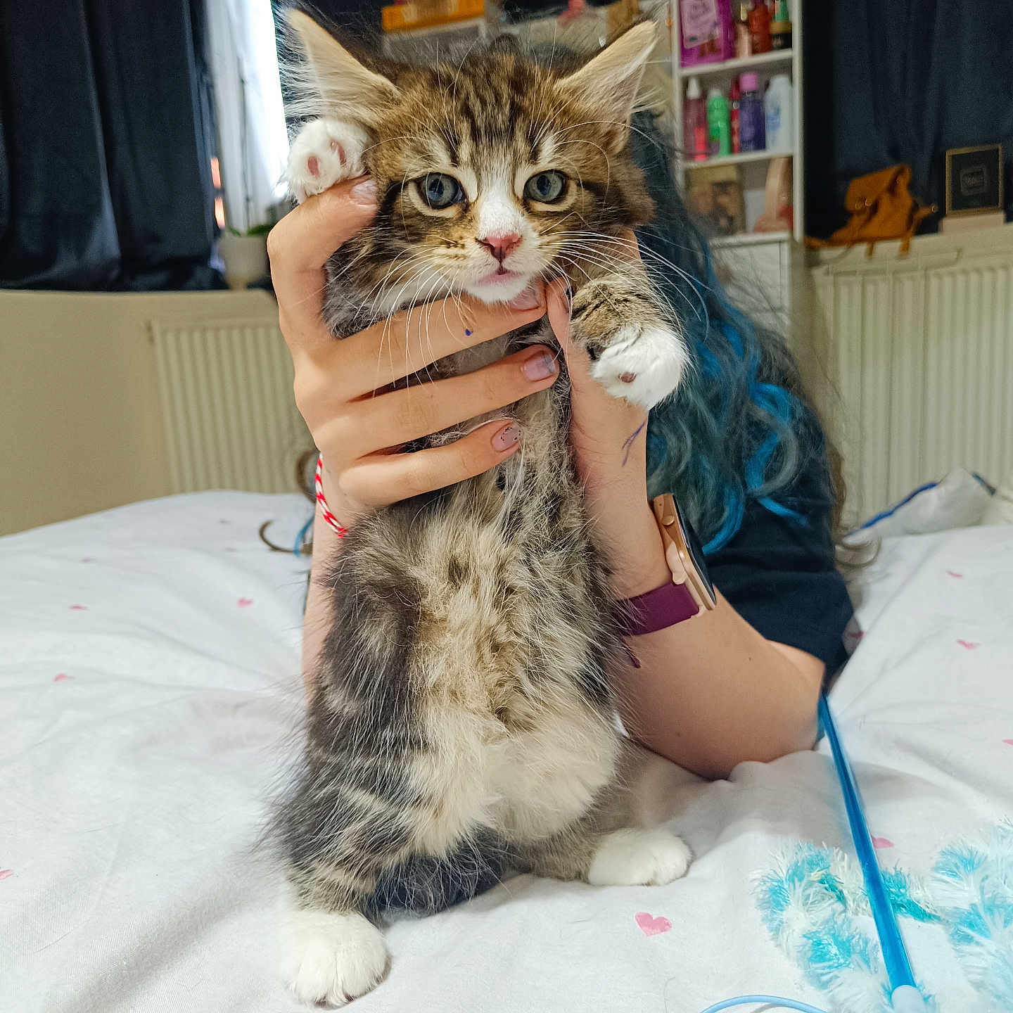 Azya is registered to the contest to win money with this photo: animal, bed, blanket, blue_hair, cat, cozy, curious, cute, fur, furry, hand, indoor, kitten, paw, person, pet, shelf, teddy_bear, toy, whiskers