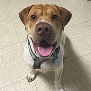 Jaxs is registered to the contest to win money with this photo: american_pit_bull_terrier, carnivoran, dog, dog_breed, dog_crossbreeds, dog_like_mammal, pit_bull, snout