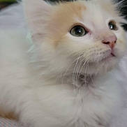 Dunkin Donut joined the competition — help win amazing prizes! animal, cat, close_up, curious, cute, eyes, face, feline, fluffy, fur, indoors, kitten, orange, pet, portrait, resting, soft, whiskers, white, young