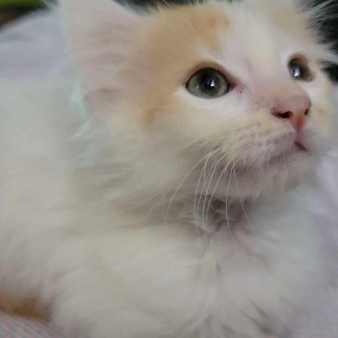 Dunkin Donut joined the competition — help win amazing prizes! animal, cat, close_up, curious, cute, eyes, face, feline, fluffy, fur, indoors, kitten, orange, pet, portrait, resting, soft, whiskers, white, young