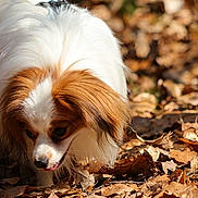 Vesuvio participe au concours pour gagner de l'argent avec cette photo : animal, autumn, brown, canine, close_up, curious, daylight, dog, fall, forest_floor, fur, leaves, nature, outdoor, papillon, pet, small_dog, sniffing, sunlight, white