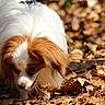animal, autumn, brown, canine, close_up, curious, daylight, dog, fall, forest_floor, fur, leaves, nature, outdoor, papillon, pet, small_dog, sniffing, sunlight, white