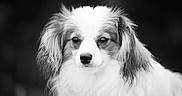 Vesuvio a rejoint le concours — aidez-le/la à gagner de superbes lots ! adorable, animal, black_and_white, blurred_background, canine, close_up, cute, dog, ears, expression, face, fluffy, furry, long_hair, looking, monochrome, muzzle, outdoor, pet, portrait