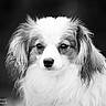adorable, animal, black_and_white, blurred_background, canine, close_up, cute, dog, ears, expression, face, fluffy, furry, long_hair, looking, monochrome, muzzle, outdoor, pet, portrait