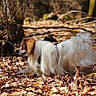 Vesuvio a rejoint le concours — aidez-le/la à gagner de superbes lots ! animal, autumn, branch, brown, canine, daylight, dog, flora, forest, fur, ground, leaves, moss, nature, outdoor, pet, tree, walking, white, wildlife