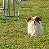 Vesuvio participe au concours pour gagner de l'argent avec cette photo : activity, agility, animal, canine, daylight, dog, ears, field, fur, grass, happy, jump, mammal, nature, outdoor, papillon, pet, playful, running, small_dog