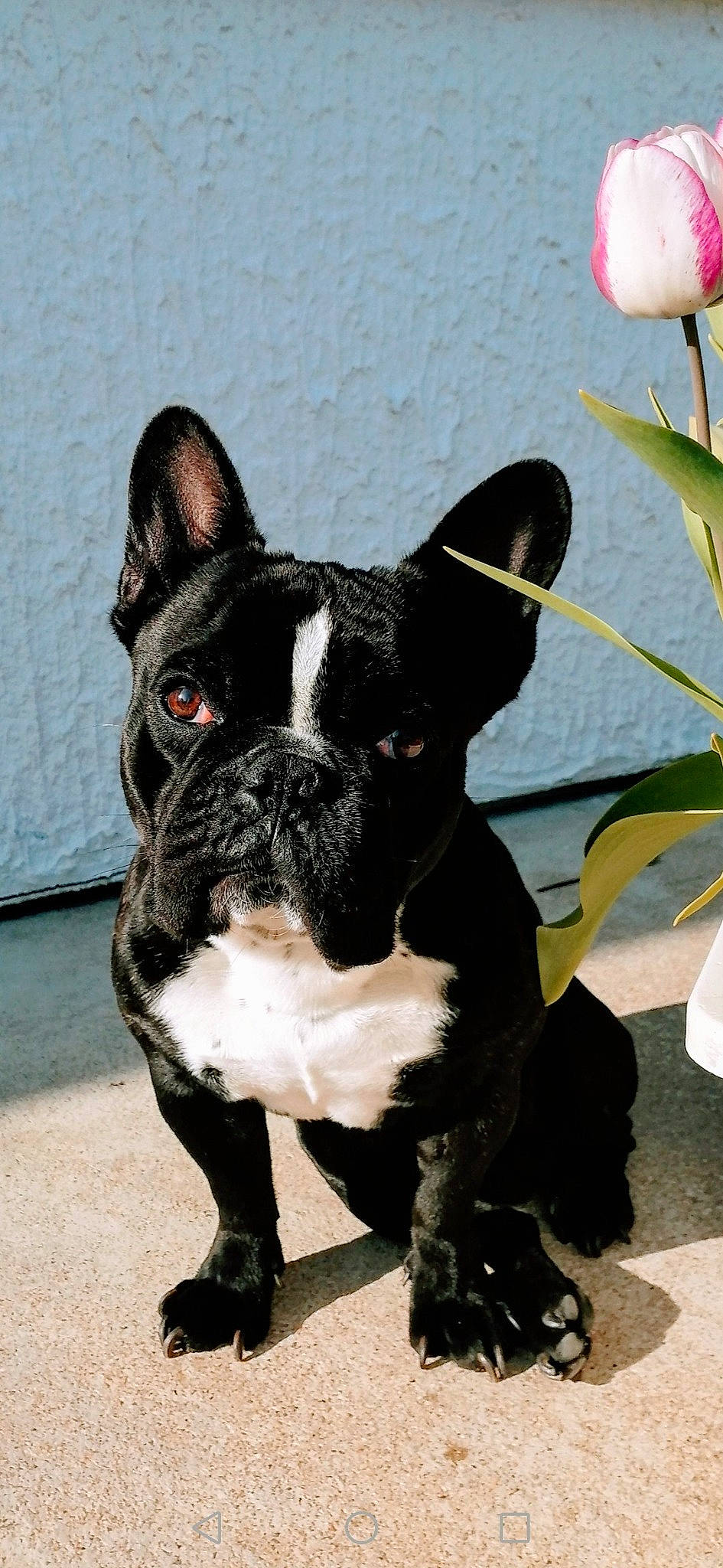 Popeye participe au concours pour gagner de l'argent avec cette photo : boston_terrier, bulldog, canidae, carnivore, collar, companion_dog, dog, dog_breed, dog_collar, french_bulldog, grass, non_sporting_group, snout, sporting_group, terrestrial_animal, whiskers, working_animal