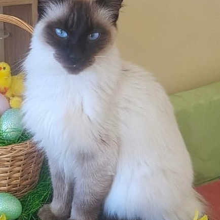 Pompon participe au concours pour gagner de l'argent avec cette photo : animal, basket, blue_eyes, cat, cute, decor, easter_eggs, flowers, fluffy, furniture, green_leaves, holiday, indoor, pet, portrait, siamese_cat, sitting, spring, wood_shelf, yellow_flowers
