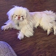 Tiny Tim joined the competition — help win amazing prizes! animal, collar, companion, cute, dog, domestic_animal, flooring, fluffy, fur, indoor, laying_down, mammal, pet, relaxed, resting, sleepy, small_dog, texture, white, wooden_floor