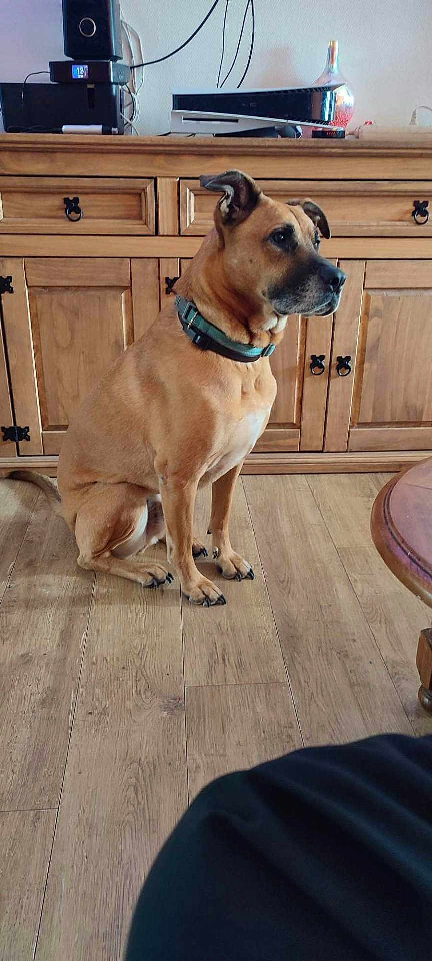 Lasko participe au concours pour gagner de l'argent avec cette photo : dog, brown_dog, collar, wooden_floor, cabinet, electronic_devices, vase, indoor, pet, sitting, side_view, furniture, floor, animal, domestic_animal, quiet, calm, home, interior, wood