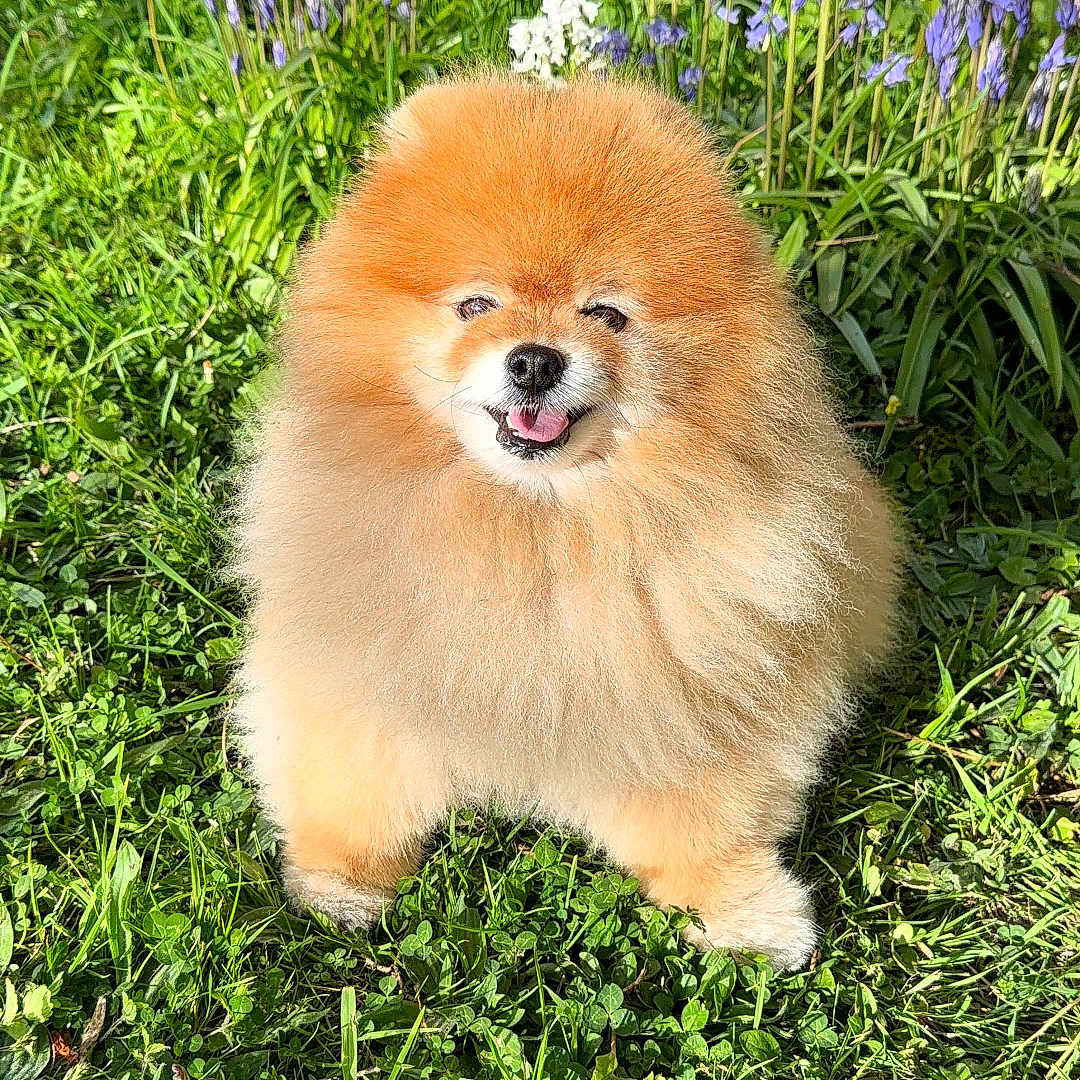 Pika participe au concours pour gagner de l'argent avec cette photo : dog, pomeranian, fluffy, grass, flowers, purple_flowers, white_flowers, tree_trunk, outdoor, sunlight, pet, animal, cute, happy, tongue_out, nature, greenery, small_dog, portrait, garden