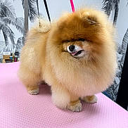 Pika participe au concours pour gagner de l'argent avec cette photo : animal, cute, dog, fluffy, fur, grooming, indoor, leash, mural, paws, pet, pink_table, pomeranian, portrait, small_dog, standing, studio, teddy_bear, tongue_out, well_groomed