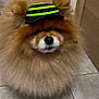 accessory, black_hat, brown_fur, closeup, cute, dog, eyes, face, fluffy, fur, green_stripes, hat, indoor, nose, pet, pomeranian, portrait, sitting, small_dog, tiled_floor