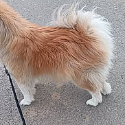 Roxy a rejoint le concours — aidez-le/la à gagner de superbes lots ! dog, animal, leash, fur, outdoor, pavement, pet, canine, walking, fluffy, tail, side_view, street, daylight, mammal, standing, domestic_animal, companion, nature, quiet