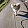 Roxy