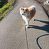 Roxy participe au concours pour gagner de l'argent avec cette photo : dog, leash, path, outdoor, sunlight, shadow, fur, walking, nature, greenery, trees, pavement, pet, canine, daytime, quiet, scenic, park, animal, curious
