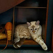 Chamallow participe au concours pour gagner de l'argent avec cette photo : cat, feline, cream_fur, blue_eyes, sleepy, lounging, wooden_shelf, shelving, cubby, indoor, pet, paw, whiskers, ears, animal_portrait, relaxed, orange_object, cozy, shadow, home_decor
