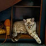 cat, feline, cream_fur, blue_eyes, sleepy, lounging, wooden_shelf, shelving, cubby, indoor, pet, paw, whiskers, ears, animal_portrait, relaxed, orange_object, cozy, shadow, home_decor