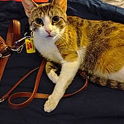 Sweet Pea joined the competition — help win amazing prizes! cat, tabby, pet, animal, indoor, leather_strap, yellow_tag, curious, fur, whiskers, bed, blanket, resting, closeup, cute, domestic_cat, feline, brown, white, orange