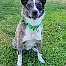 dog, pet, animal, canine, sitting, outdoor, grass, lawn, portrait, collar, green_collar, black_and_white, brown_fur, white_chest, floppy_ears, looking_at_camera, park, daylight, photograph, nature