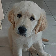 Jazz a rejoint le concours — aidez-le/la à gagner de superbes lots ! puppy, dog, golden_retriever, indoor, tile_floor, cute, pet, animal, young, fur, sitting, looking_up, adorable, canine, domestic_animal, floor, home, mammal, ears, whiskers