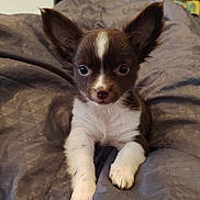 Appie participe au concours pour gagner de l'argent avec cette photo : animal, blanket, brown, cozy, cute, dog, domestic, ears, face, front_view, fur, indoor, laying, looking, pet, portrait, puppy, small, white, young
