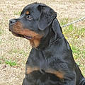 Xavier V.