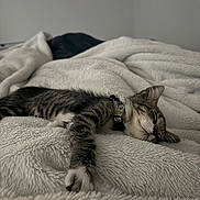 Ichigo is registered to the contest to win money with this photo: cat, tabby_cat, sleeping, pet, animal, fur, whiskers, closed_eyes, collar, paws, striped_fur, white_fur, bed, blanket, bedding, bedroom, cozy, indoors, resting, cute