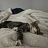cat, tabby_cat, sleeping, pet, animal, fur, whiskers, closed_eyes, collar, paws, striped_fur, white_fur, bed, blanket, bedding, bedroom, cozy, indoors, resting, cute