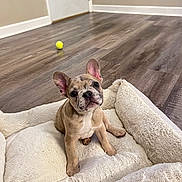 Kodak joined the competition — help win amazing prizes! animal, brown_dog, cute, dog_bed, door, ears_up, flooring, french_bulldog, home, indoor, looking_up, pet, playful, plush, puppy, resting, small_dog, tennis_ball, wooden_floor, young_dog