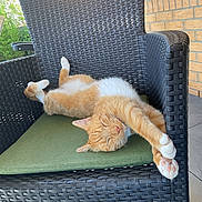 Mylo participe au concours pour gagner de l'argent avec cette photo : cat, ginger_cat, sleeping, wicker_chair, green_cushion, outdoor, relaxed, pet, feline, paws, stretching, nap, sunlight, brick_wall, garden, animal, domestic_cat, cute, cozy, resting