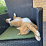cat, ginger_cat, sleeping, wicker_chair, green_cushion, outdoor, relaxed, pet, feline, paws, stretching, nap, sunlight, brick_wall, garden, animal, domestic_cat, cute, cozy, resting