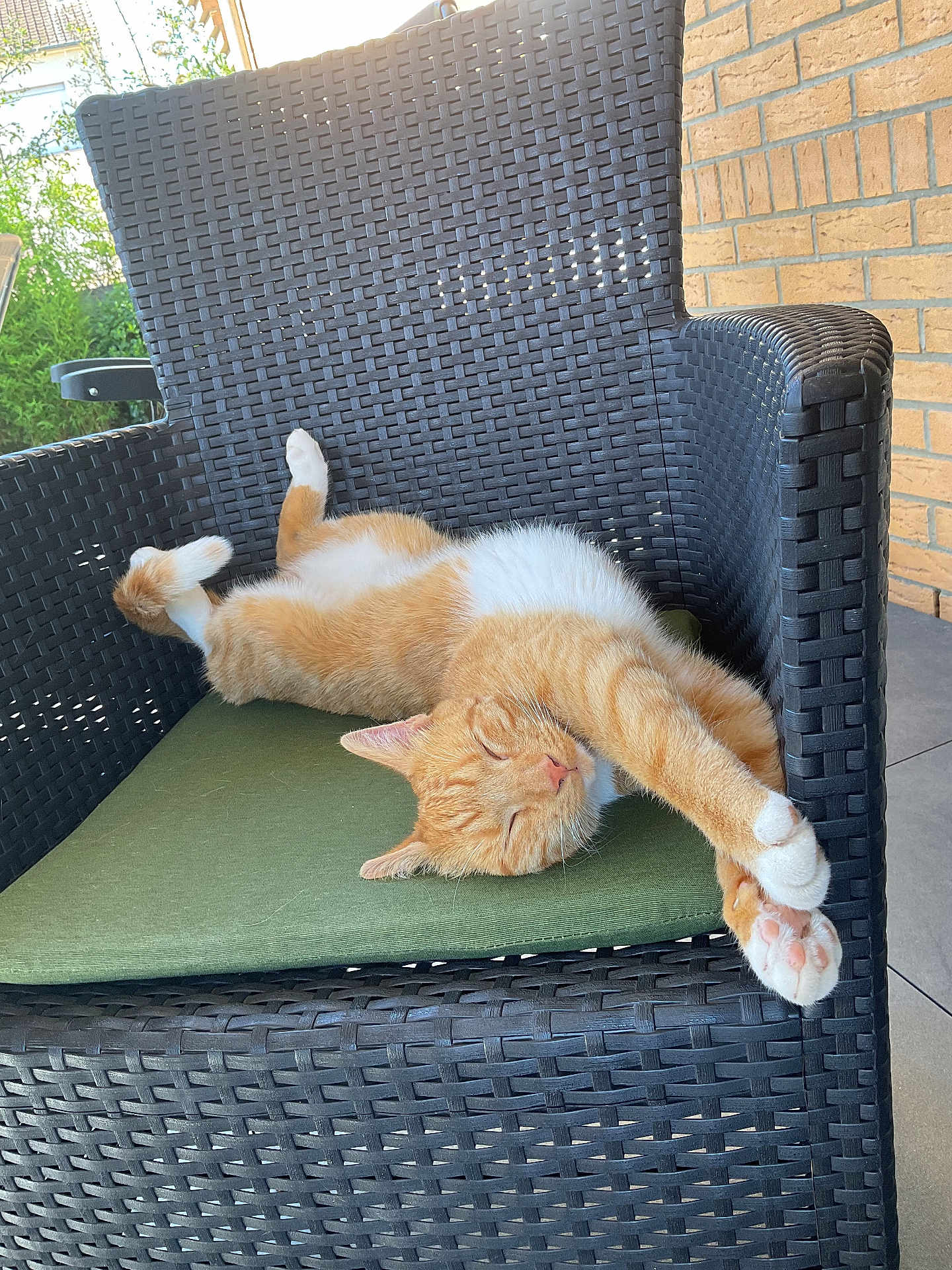 Mylo participe au concours pour gagner de l'argent avec cette photo : cat, ginger_cat, sleeping, wicker_chair, green_cushion, outdoor, relaxed, pet, feline, paws, stretching, nap, sunlight, brick_wall, garden, animal, domestic_cat, cute, cozy, resting