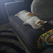 Fred is registered to the contest to win money with this photo: animal, blanket, cat, couch, cozy, furniture, home, indoor, living_room, orange_and_white_cat, patterned_rug, pet, pillow, plush, relaxing, rug, sleeping, soft_lighting, sponge_bob, textile
