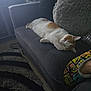 animal, blanket, cat, couch, cozy, furniture, home, indoor, living_room, orange_and_white_cat, patterned_rug, pet, pillow, plush, relaxing, rug, sleeping, soft_lighting, sponge_bob, textile